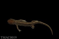 藏品(劍尾蠑螈)的圖片